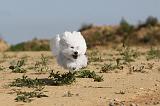 BICHON FRISE 258